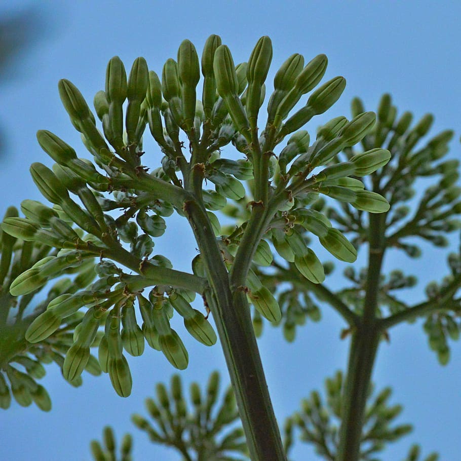 agave, flower, inflorescence, plant, growth, sky, low angle view HD wallpaper