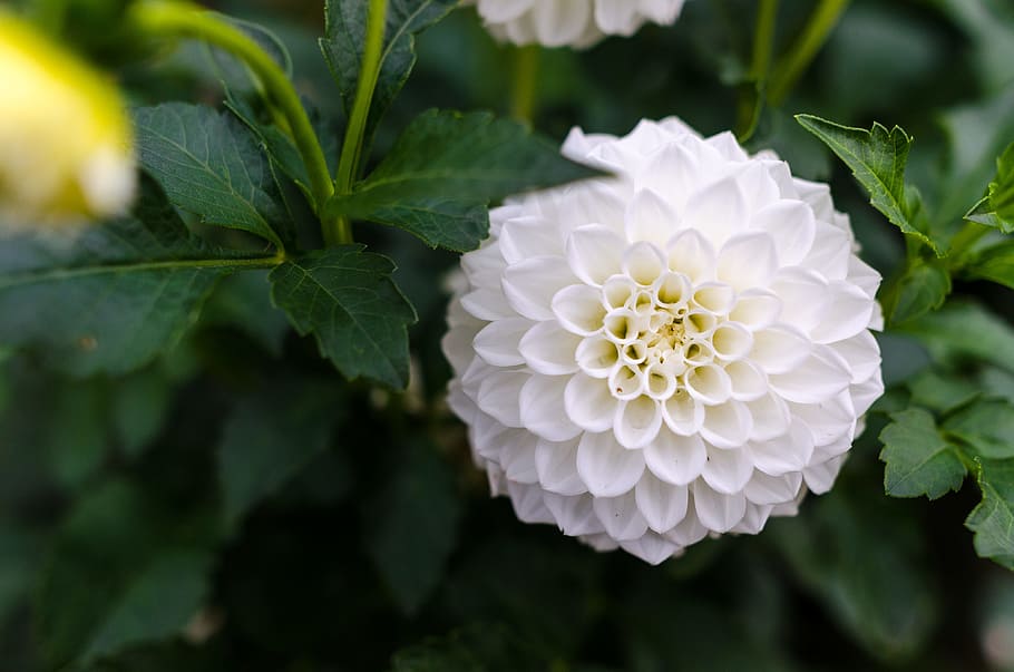 White Cluster Flower, background, beautiful, bloom, blooming HD wallpaper