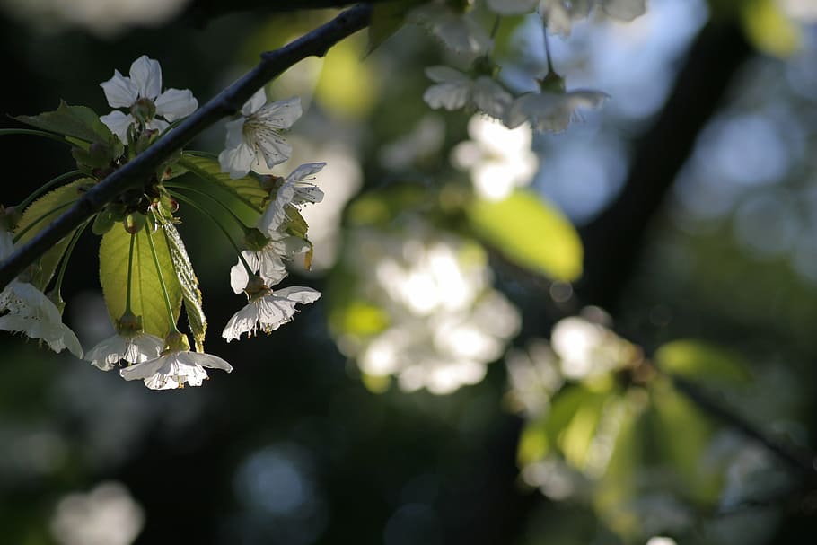 spring, bloom, cherry blossom, white, flower, light, mood, opacity HD wallpaper
