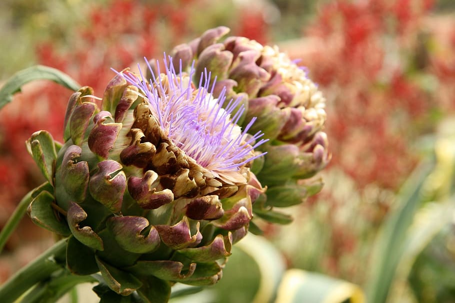 artichokes, vegetable, nature, flower, flowering plant, beauty in nature HD wallpaper
