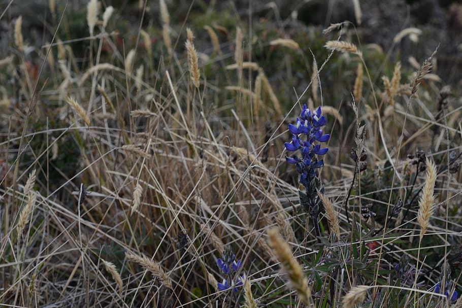 flowers, nature, wild, plant, flowering plant, vulnerability HD wallpaper