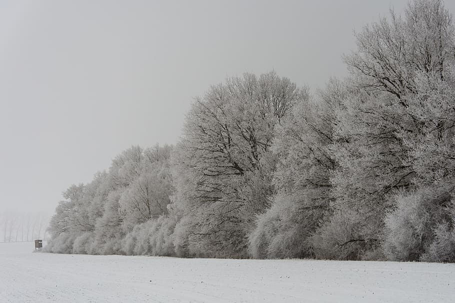Forest, Wintry, Winter Trees, white, nature, snow, ripe, hoarfrost HD wallpaper