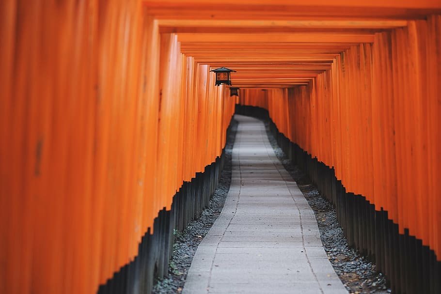 orange and black pathway, distance, covered, covered path, depth HD wallpaper
