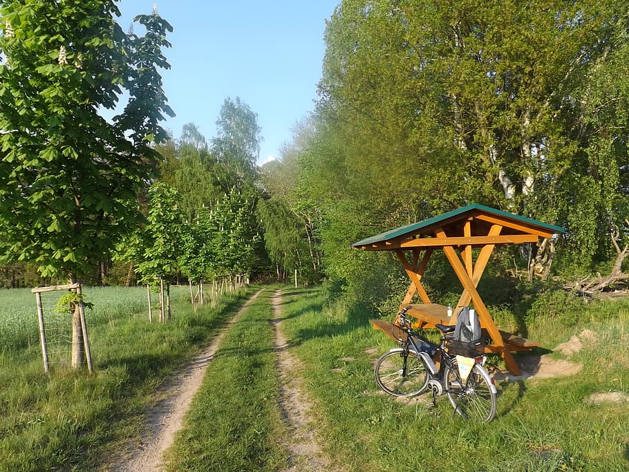 resting place, bike, forest path, tree, plant, growth, green color HD wallpaper