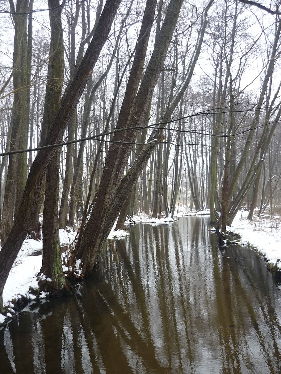 winter, forest, snow, trees, river, water nature, mirroring HD wallpaper