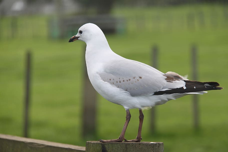 Albatross, Bird, Seagull, animal themes, animals in the wild HD wallpaper