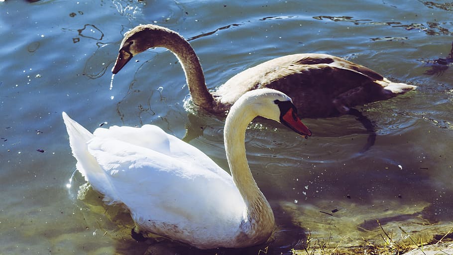 HD wallpaper: swan, young swan, wildlife photography, baby swan, animal ...