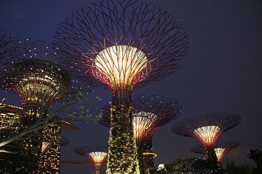 lighted trees in park during night time, asia, illuminated, famous Place HD wallpaper