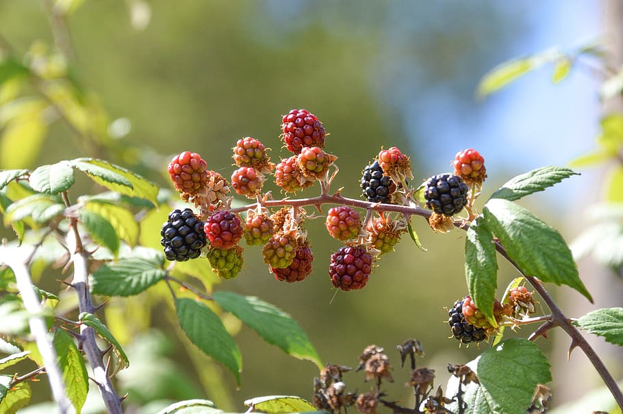 fruit, nature, leaf, food, outdoors, berry, branch, blackberry HD wallpaper