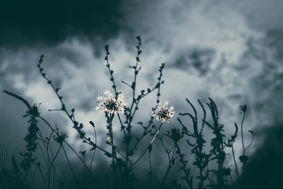nature, plants, dark, sky, flower, flowering plant, freshness HD wallpaper