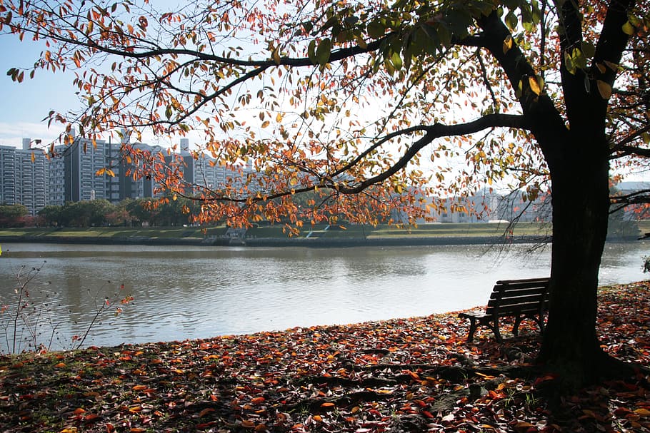 Solitude, View, Lake, alone, mental health, seat, park, hiroshima HD wallpaper