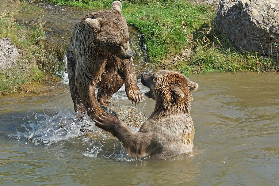 two brown bears on body of water, playful, animal, animal themes HD wallpaper