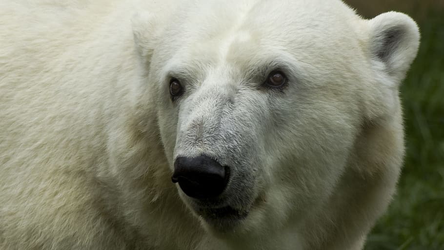 polar bear, mammal, wildlife, nature, animal, animal themes HD wallpaper