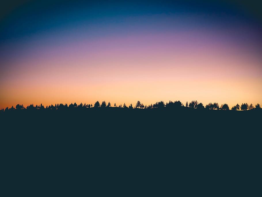 silhouette photo of trees at sunset, silhouette of tree during golden hour HD wallpaper