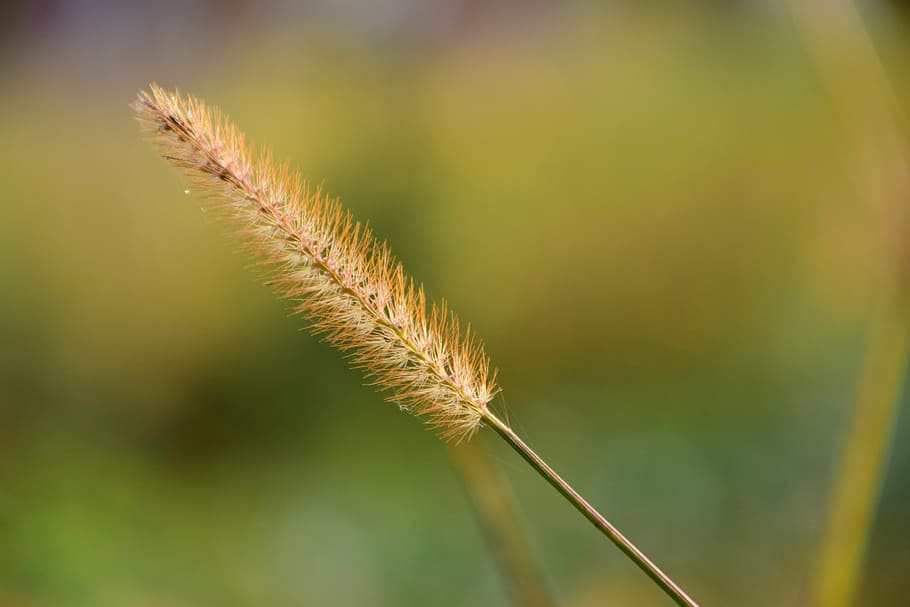 grass, close, nature, macro, plant, game grass, summer, seeds HD wallpaper