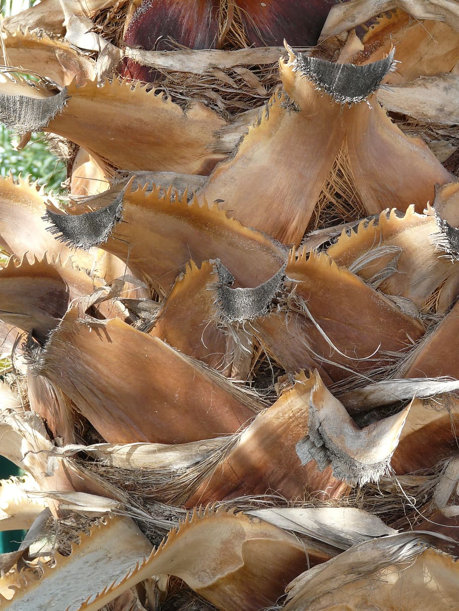 Palm Tree, Tree Root, Tribe, Palm, Leaves, palm tree root, arid HD wallpaper