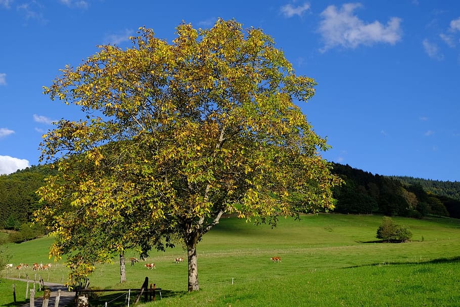 green tree near mountain at daytime, walnut, fall color, nature HD wallpaper