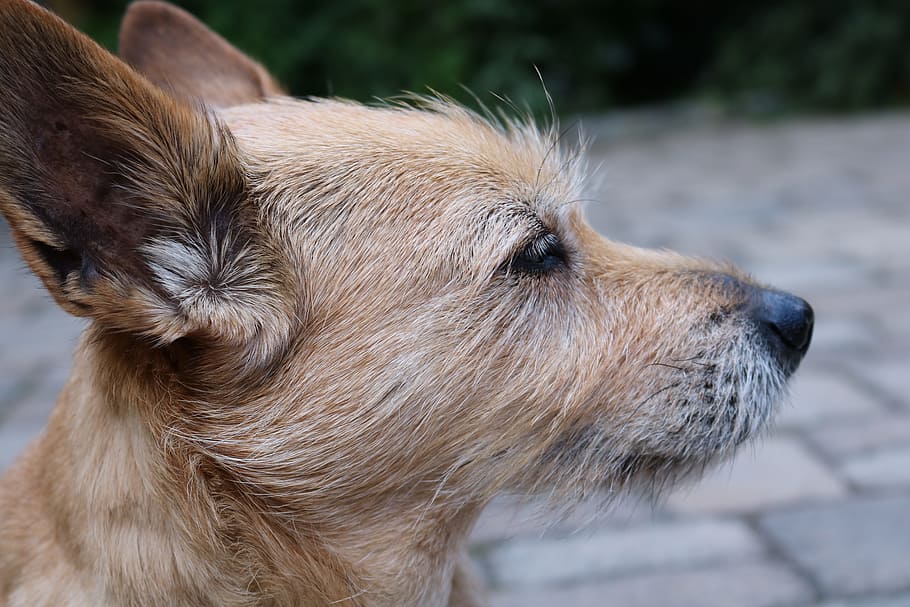 dog, eye, close, pet, cute, watch, small dog, animal, view HD wallpaper