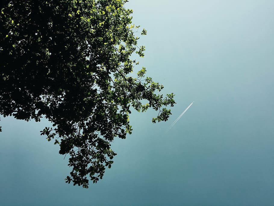 contrails, nature, sky, tree, plant, beauty in nature, growth HD wallpaper