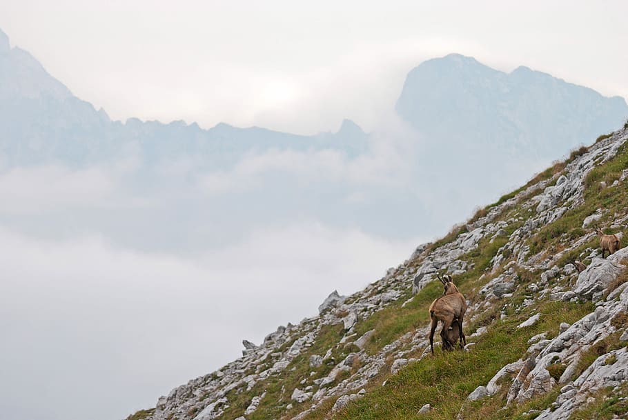 Goat standing on the Mountains in Nationalpark Gesaeuse Austria HD wallpaper