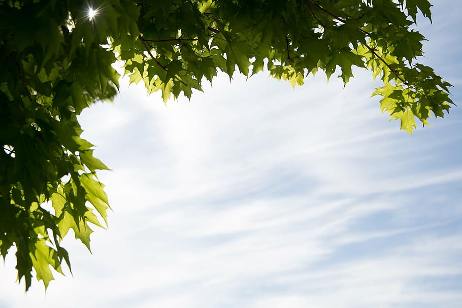 green leaf plant, clouds, leaves, nature, sky, sunlight, trees HD wallpaper
