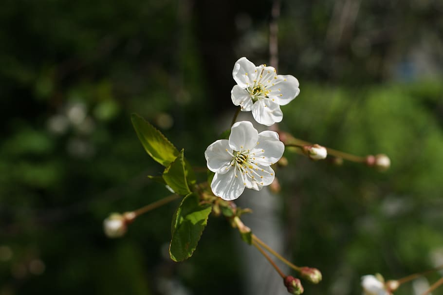 Spring, Tree, Nature, Foliage, Sprig, green, white, plant, blooming tree HD wallpaper