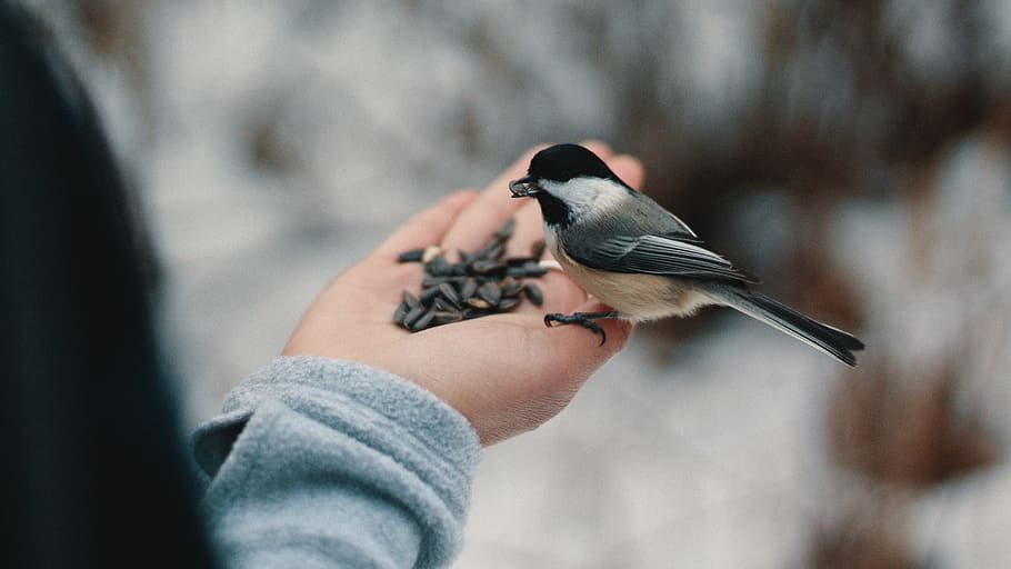 bird perching on person's right hand while eating nuts, person feeding seeds to black and white bird HD wallpaper