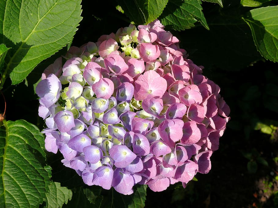 hydrangea, flower, rose, lilac, freshness, plant, beauty in nature HD wallpaper