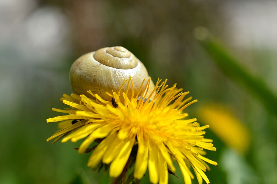 snail, shell, dandelion, meadow, nature, flowers, flora, flowering plant HD wallpaper