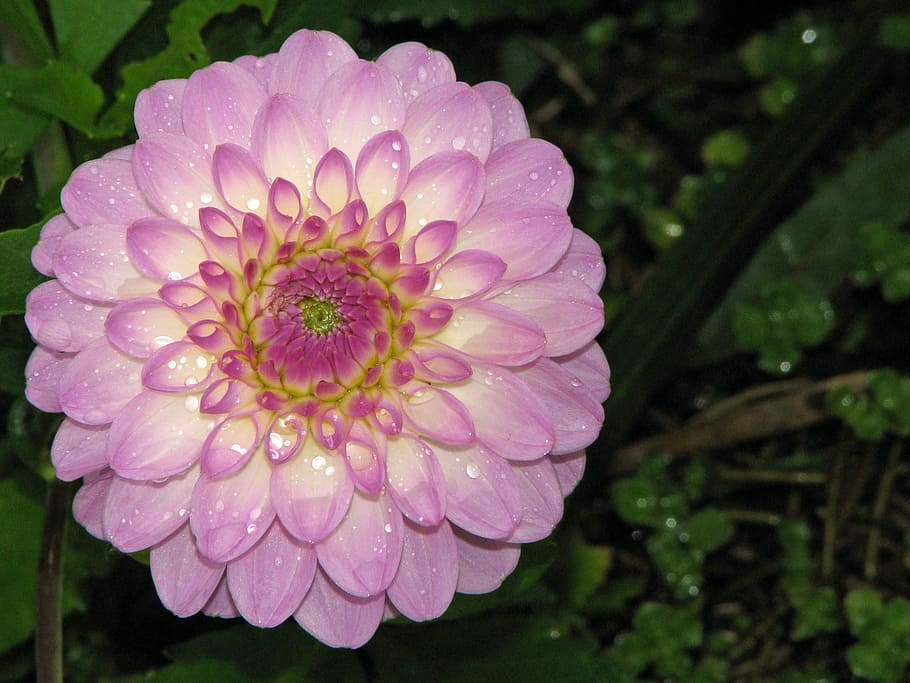 flower, pink, blossom, bloom, flowering plant, fragility, freshness HD wallpaper