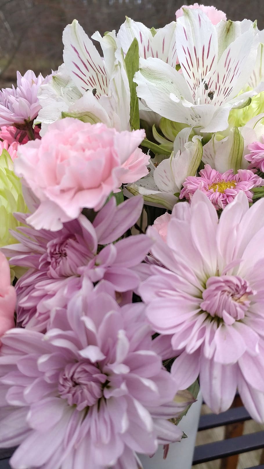 pastel, spring, flowers, flowering plant, freshness, beauty in nature HD wallpaper
