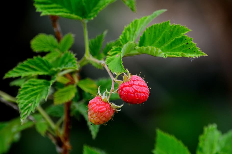 raspberry, plant, fruit, food and drink, healthy eating, leaf HD wallpaper
