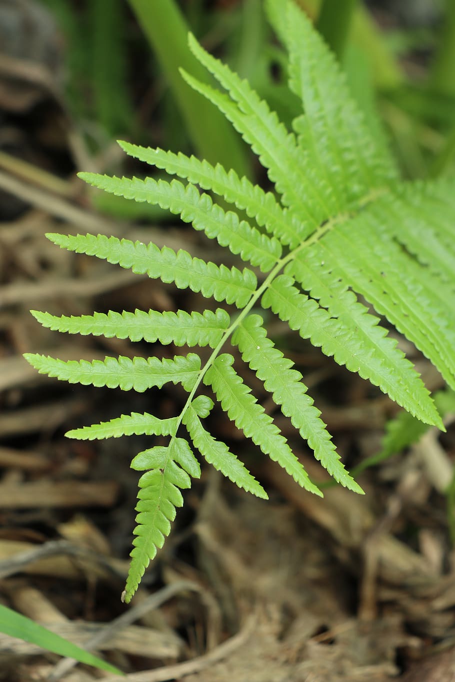 fern, nature, green, leaf, forest, texture, environment, plants HD wallpaper