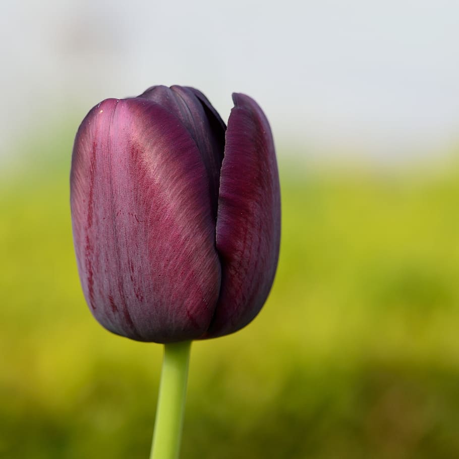 tulip, flower, flowers, plant, flowering plant, freshness, beauty in nature HD wallpaper