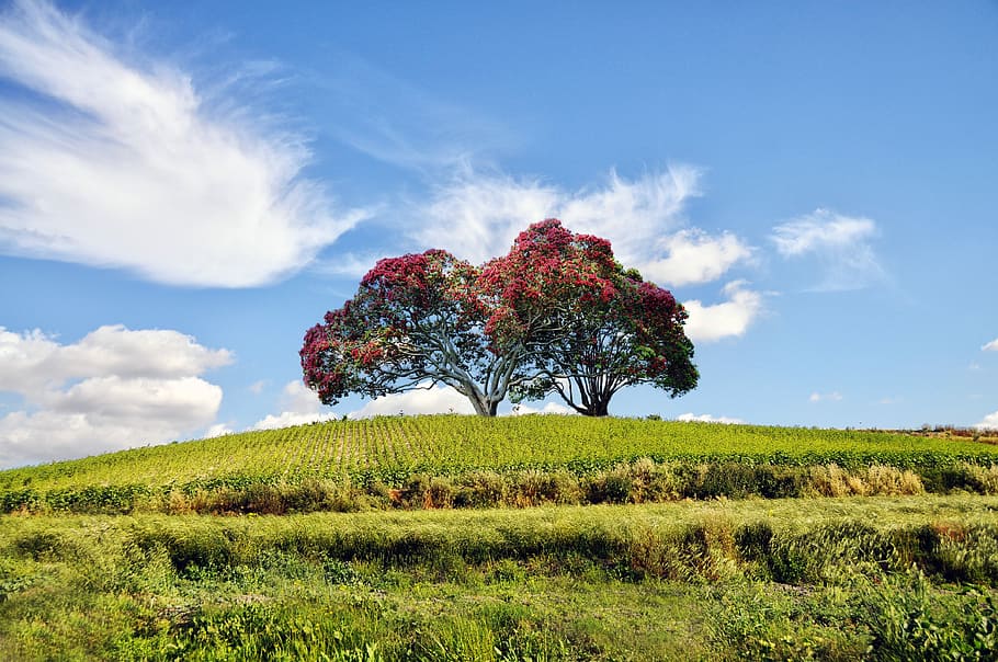 landscape, tree, green, mount, trees, nature, natural landscape HD wallpaper
