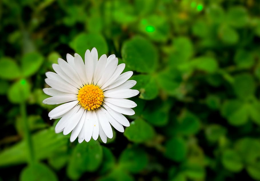 flower, spring, nature, bloom, green, daisy, plants, flowering plant HD wallpaper