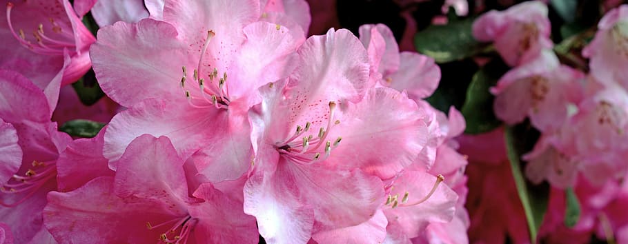 closeup photo of pink azalea flowers, rhododendron, blossom HD wallpaper