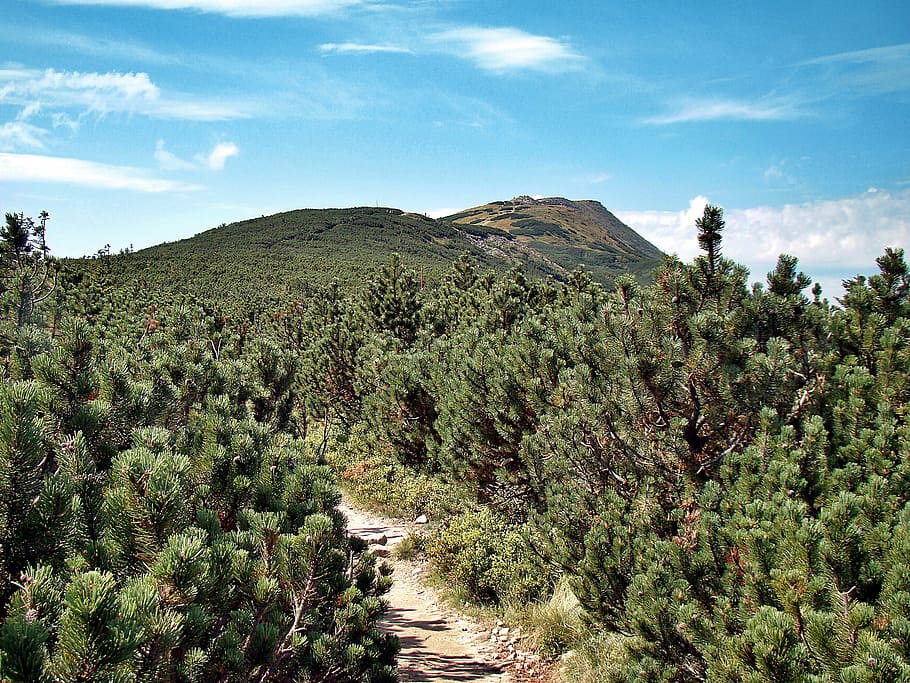 babia top, mountain pine, the path, trail, landscape, beskids HD wallpaper