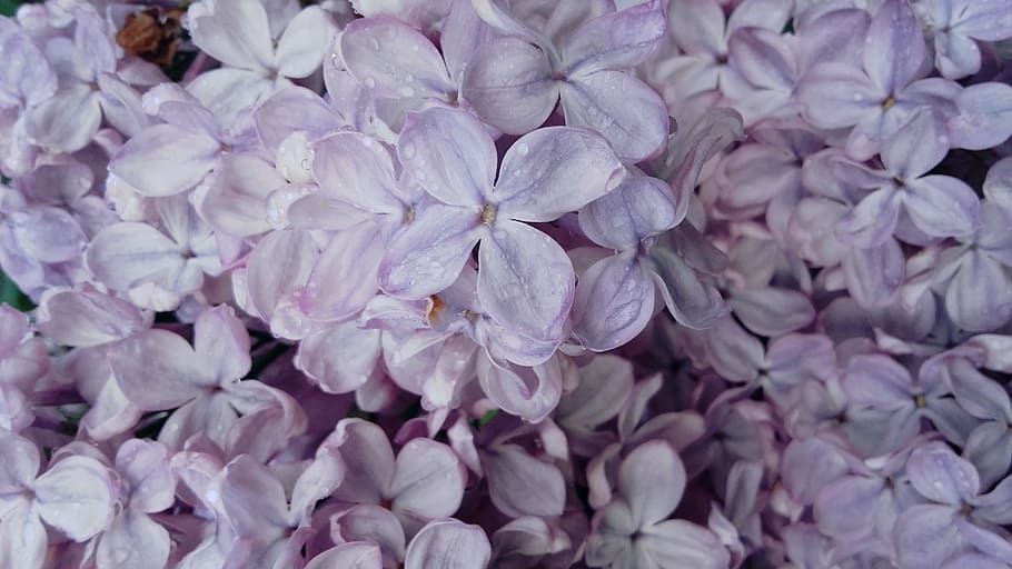 Lilac, Flowering, Bush, without, may, spring, nature, backgrounds HD wallpaper