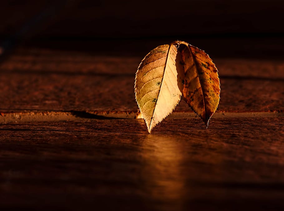 selective focus photo of two brown leaves, leaf, autumn, dawn HD wallpaper