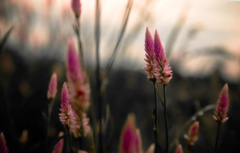 field, flowers, dark, summer, blooming, bright, close-up, color HD wallpaper