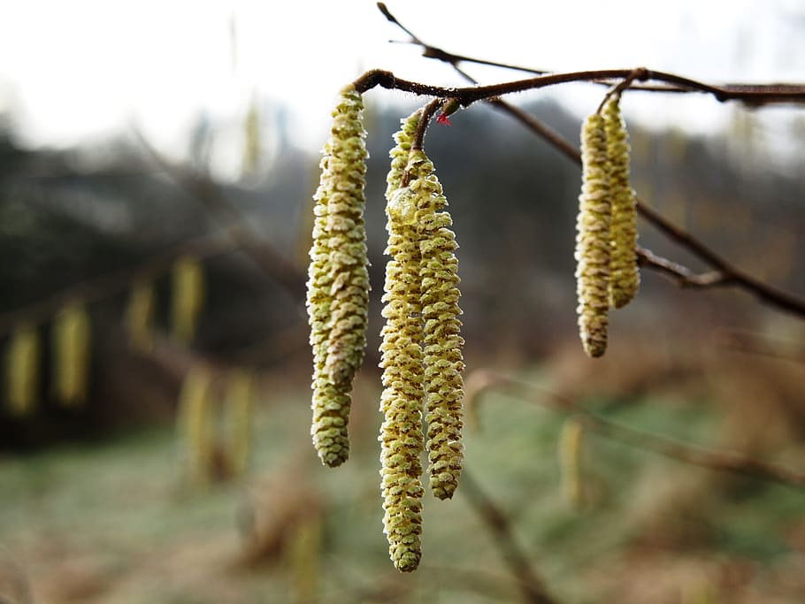 Hazel, Flower, Hazelnut, Blossom, Bloom, hazel flower, spring HD wallpaper