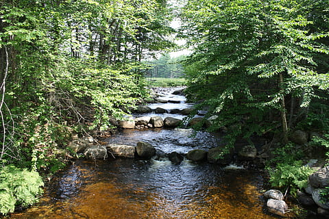 fishway, fish ladder, fish pass, fish steps, swim, wildlife HD wallpaper