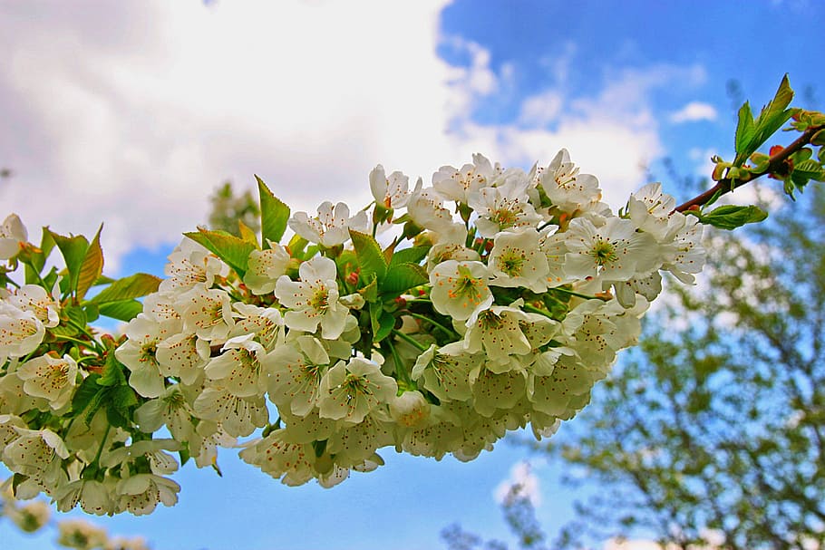 Spring, Flower, sky, nature, plant, cloud - sky, close-up, day HD wallpaper