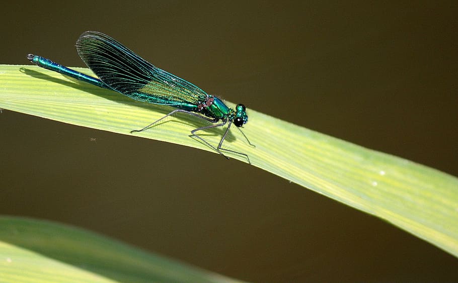 dragonfly, leaf, insect, nature, wildlife, animal themes, one animal HD wallpaper