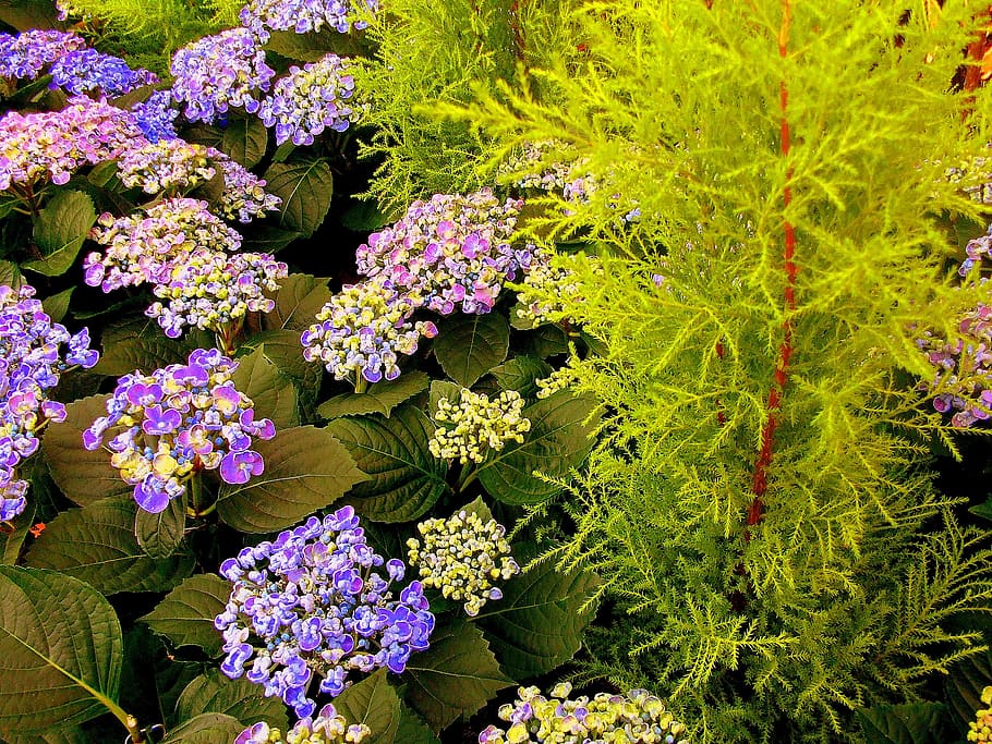 plant, spring, close, hydrangeas, fern, flowering plant, beauty in nature HD wallpaper