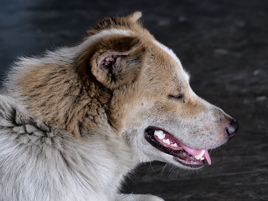 stray dog, head, dirty, one animal, mammal, animal themes, canine HD wallpaper