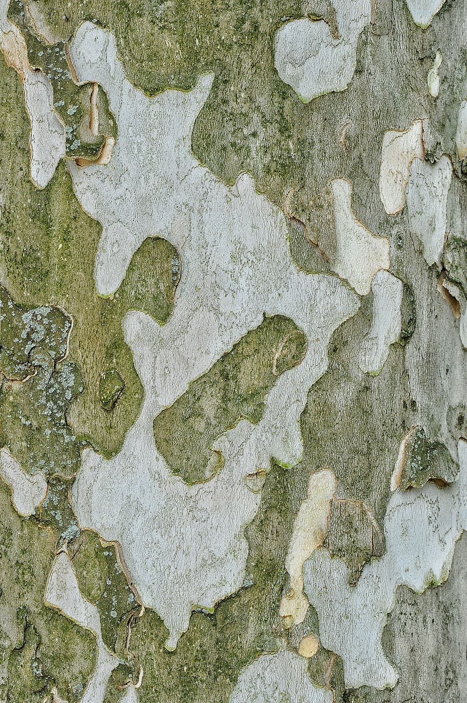 bark, tree, plant, texture, wood, old, trunk, full frame, backgrounds HD wallpaper