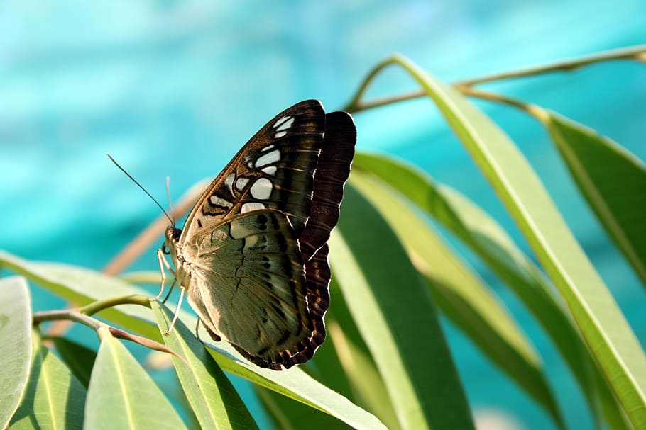 green and black butterfly perched on green leaf in closeup photography HD wallpaper