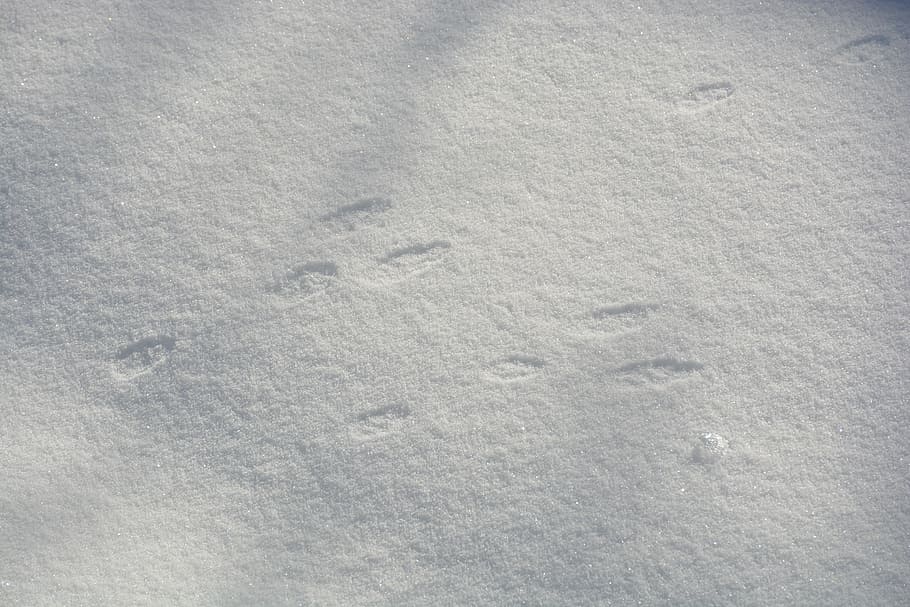 rabbit, bunny, footprint, track, winter, snow, animal, white HD wallpaper